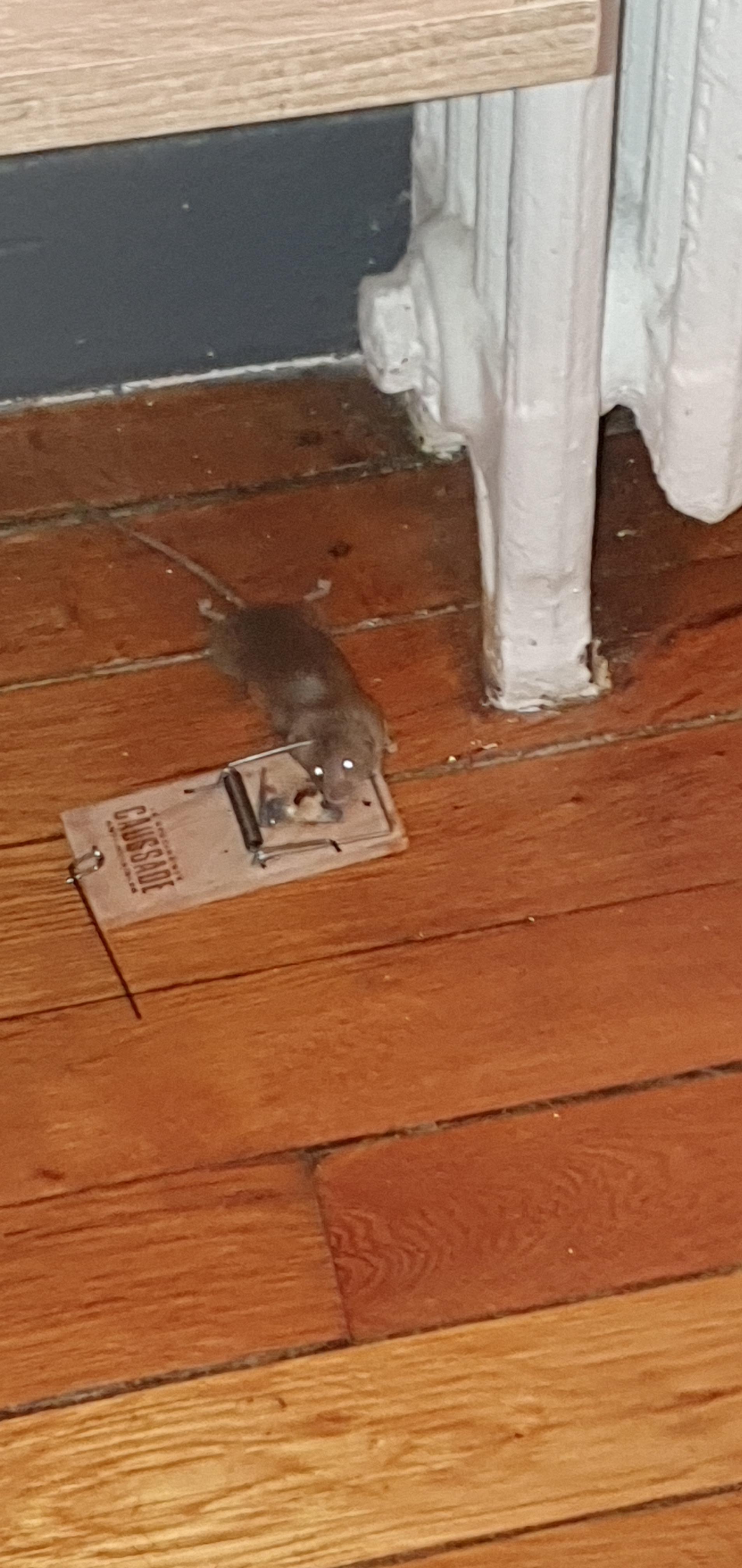 Caussade tapette à souris bois 10 x 4,7 cm 1 pièce réutilisable