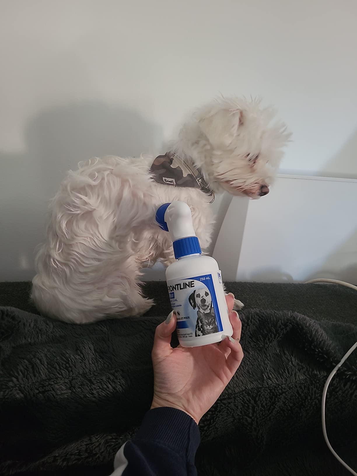 Frontline Spray antiparasitaire chien-chat 100ml infestation massive