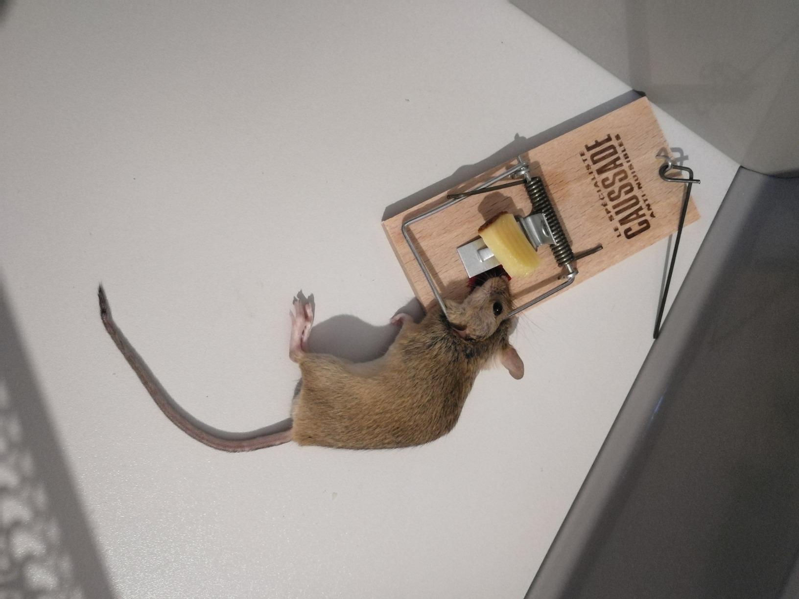 Caussade tapette à souris bois 10 x 4,7 cm 1 pièce réutilisable