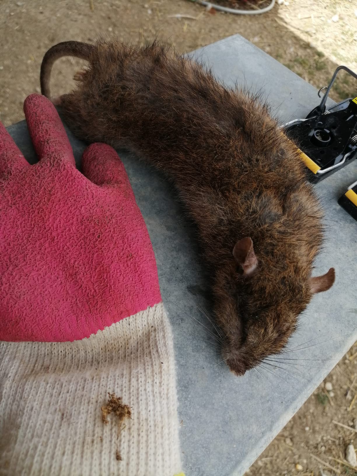 Caussade Raticide Canadien pâtes anti-rats 72 appâts 720 g