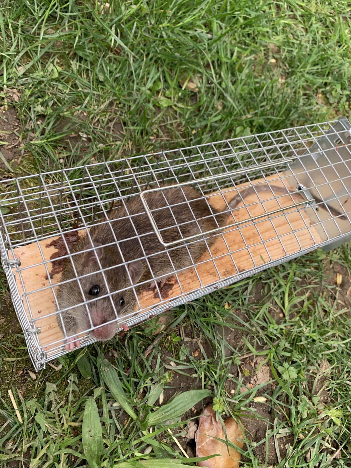 Caussade Nasse Rats 29 cm piège à rats bois vivant