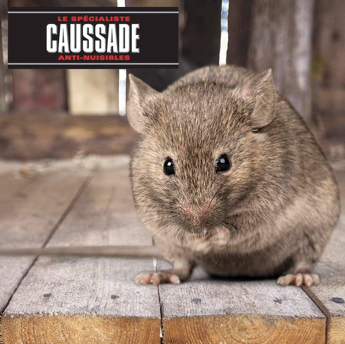 Caussade Raticide Canadien blocs anti-rats 15 blocs 300g