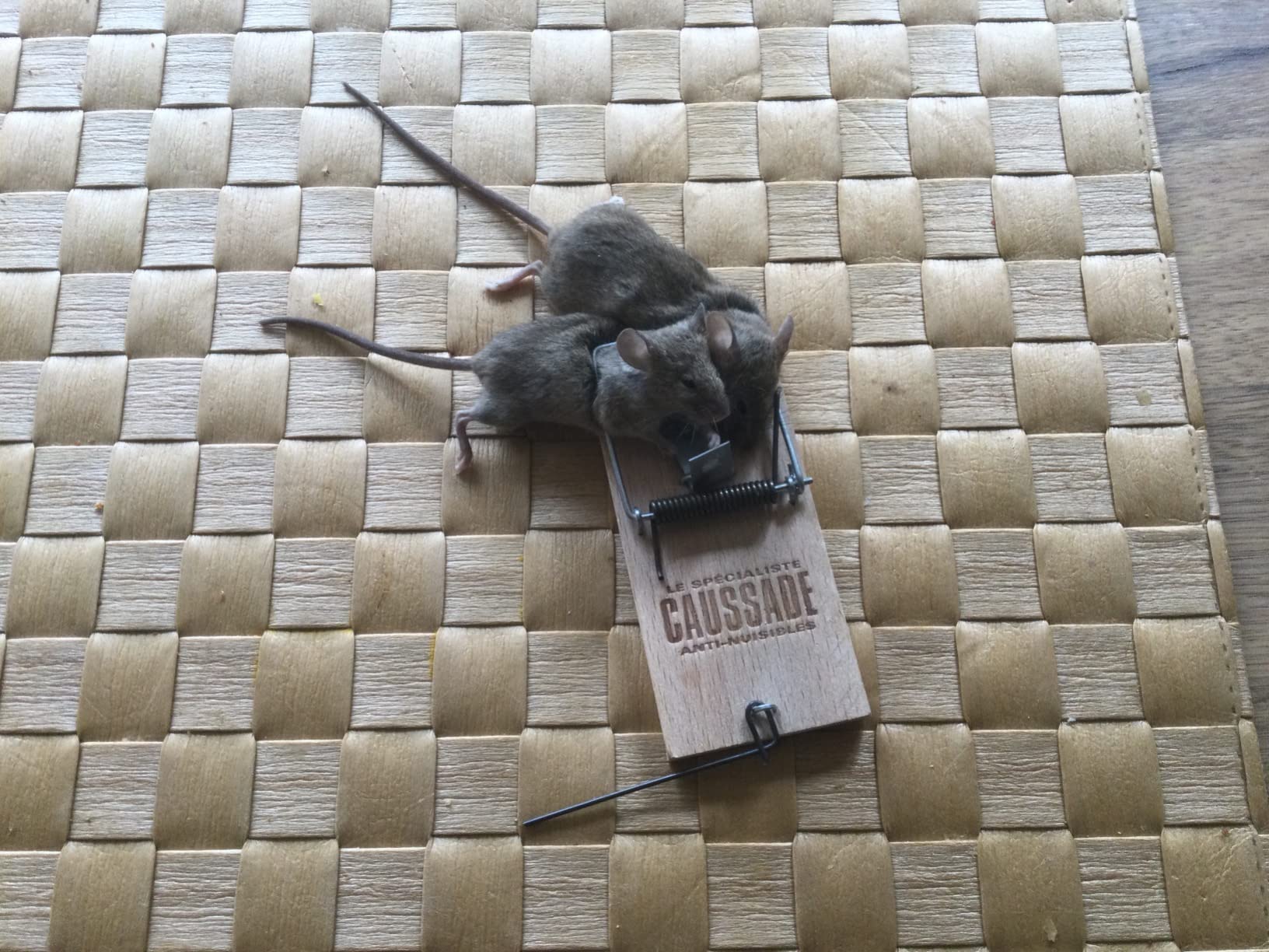 Caussade tapette à souris bois 10 x 4,7 cm 1 pièce réutilisable