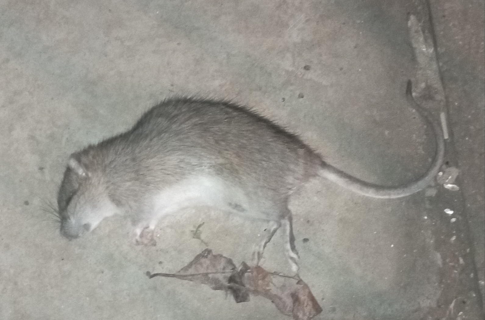 Caussade Anti-Rats raticide 10 pâtes 150 g 1 boîte appétent
