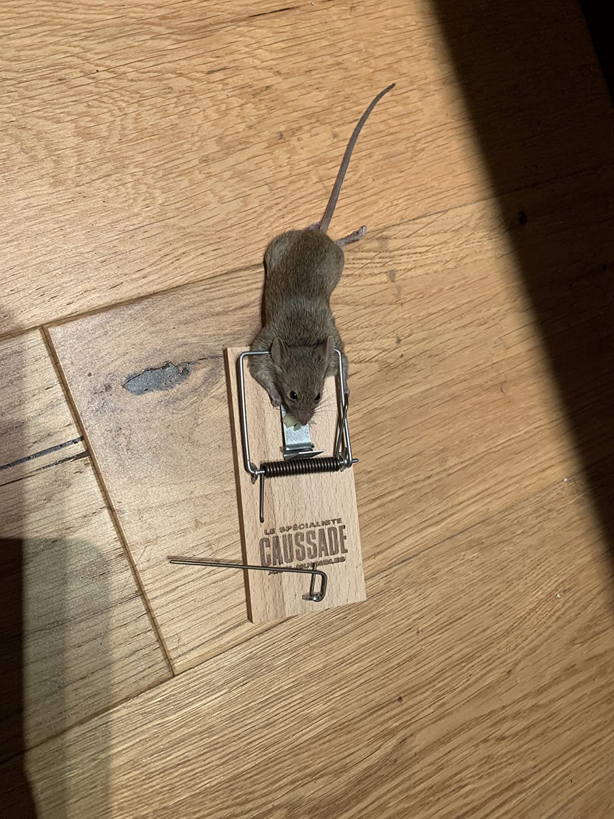 Caussade tapette à souris bois 10 x 4,7 cm 1 pièce réutilisable