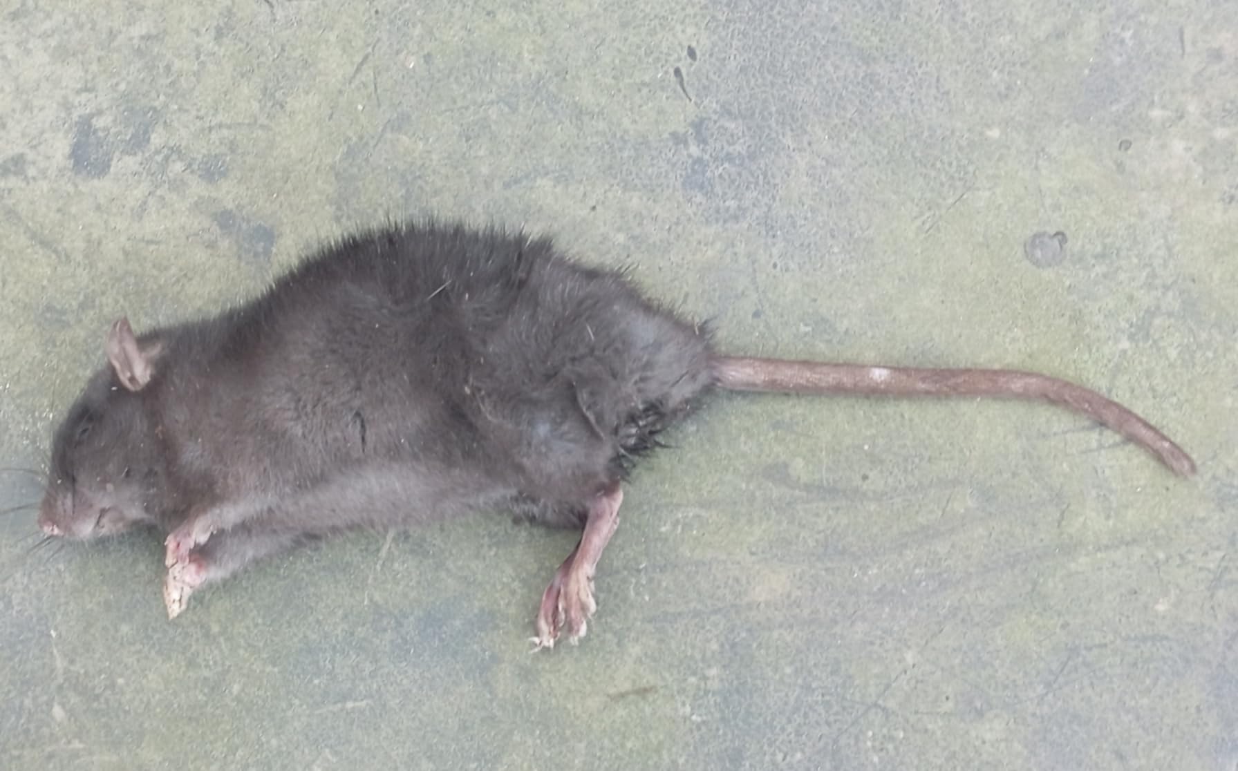 Caussade Anti-Rats raticide 10 pâtes 150 g 1 boîte appétent