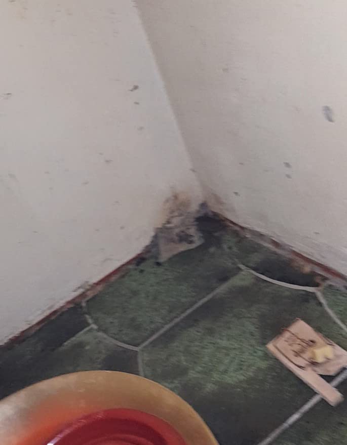 Caussade Anti-Rats & Souris pâte 10 sachets 150g forte infestation