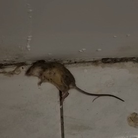 Caussade Anti-Souris souricide 5 sachets 100 g céréales infestation