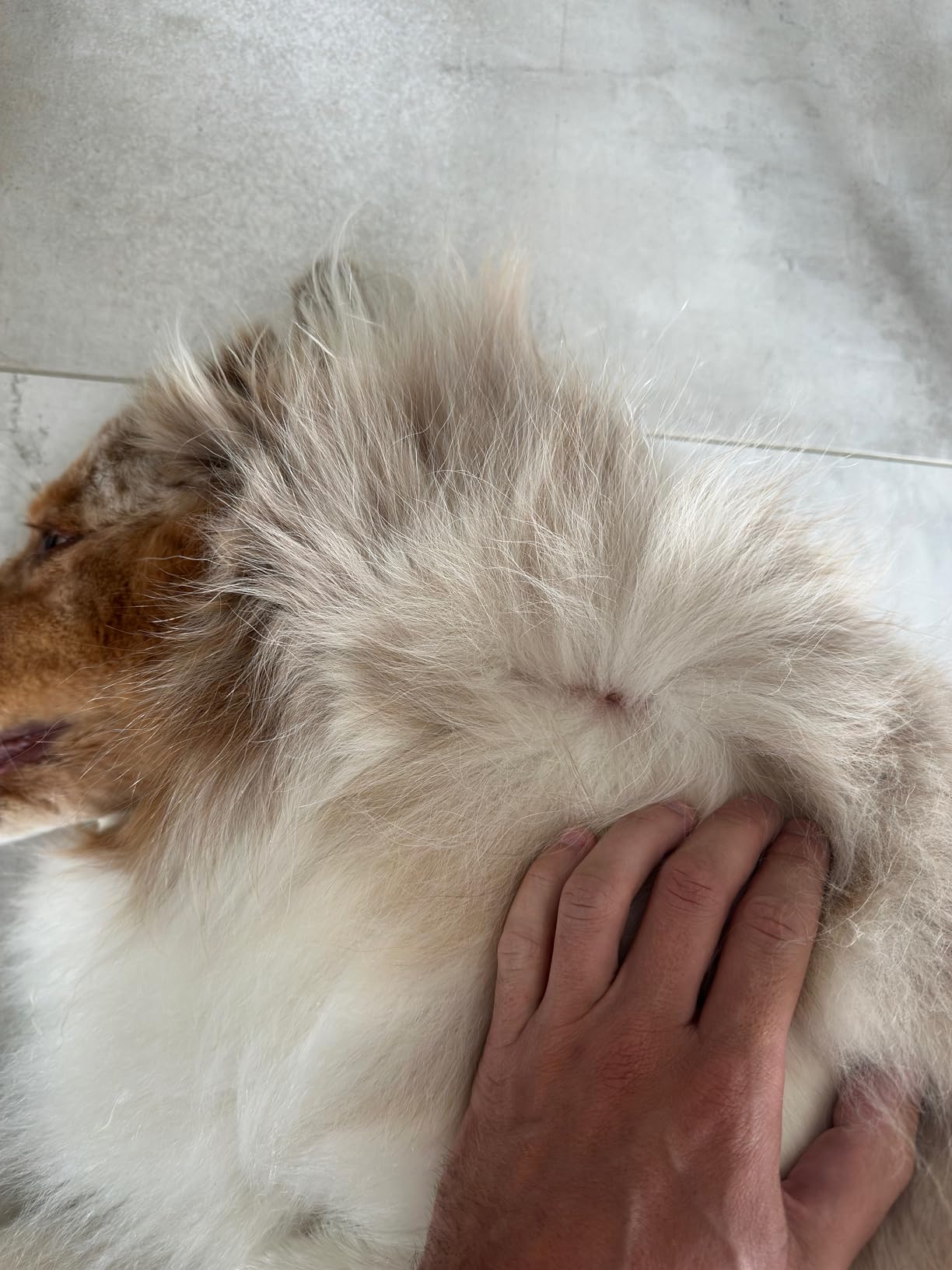 Frontline Spot On chien 2-10kg 6 pipettes puces tiques