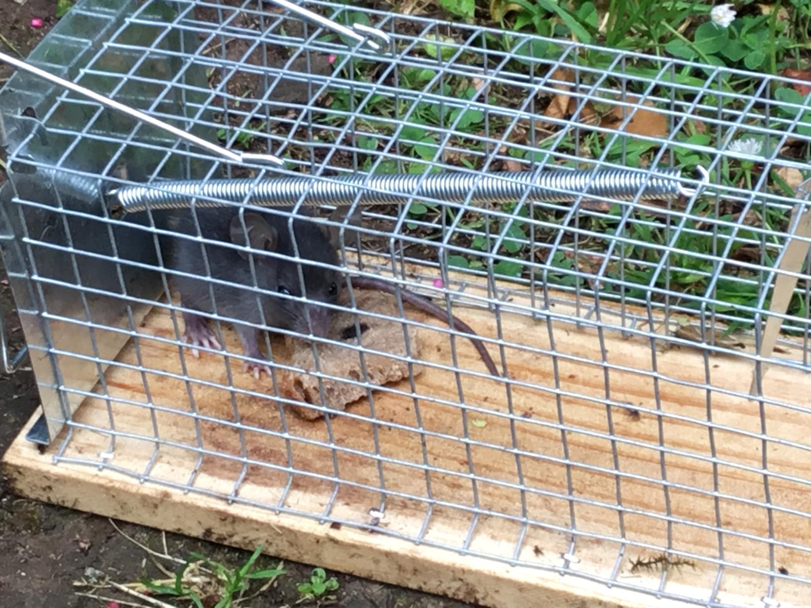 Caussade Nasse Rats 29 cm piège à rats bois vivant