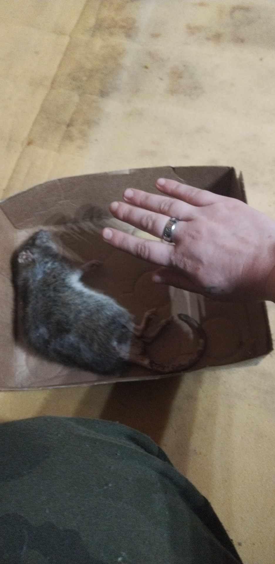 Caussade anti-rats et souris blocs 6 appâts 180 g