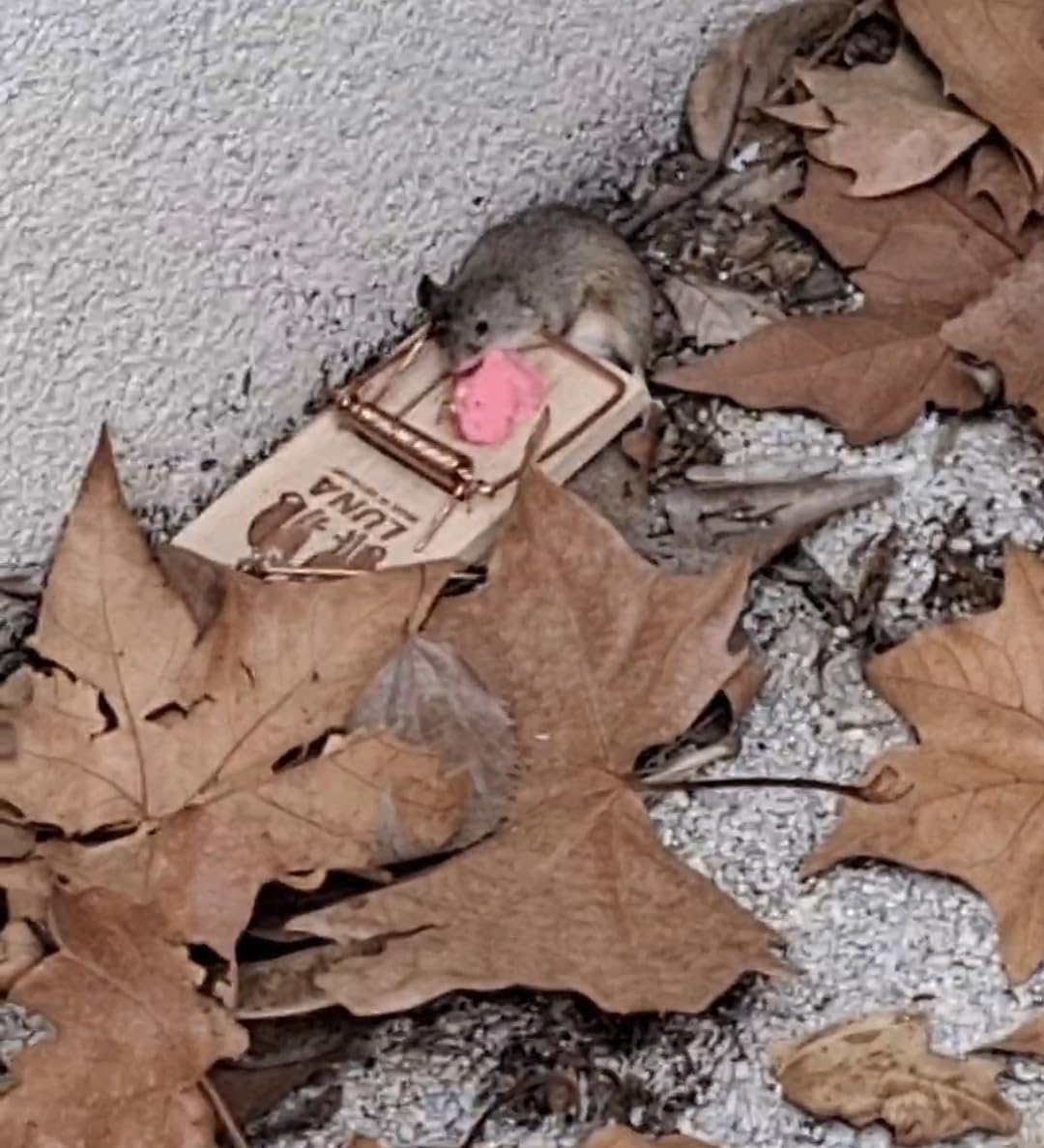 Caussade Raticide Canadien pâte anti-souris 15 sachets 150g