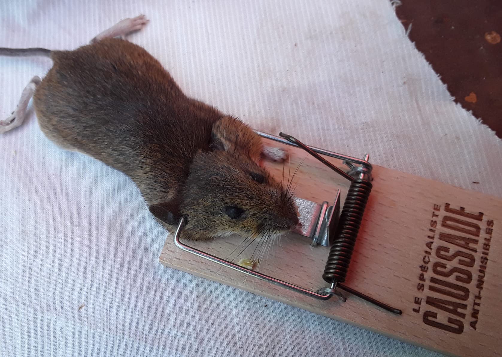 Caussade tapette à souris bois 10 x 4,7 cm 1 pièce réutilisable